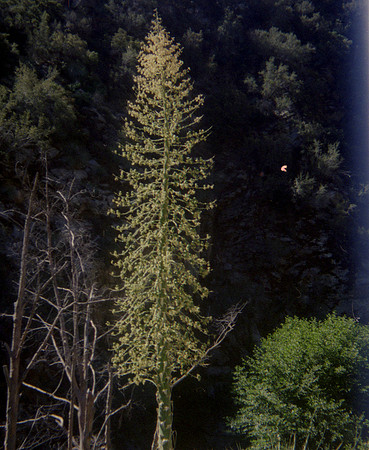 4800 dpi lomo015