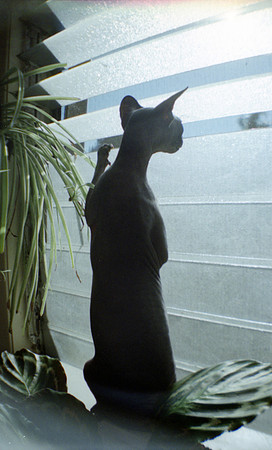 4800 dpi lomo053
