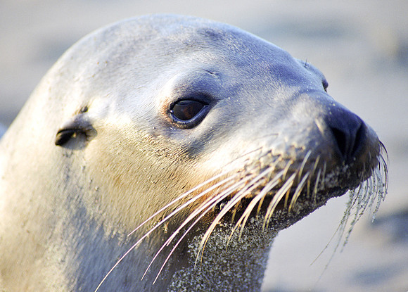 seal a