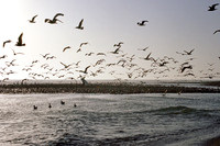 trestles birds