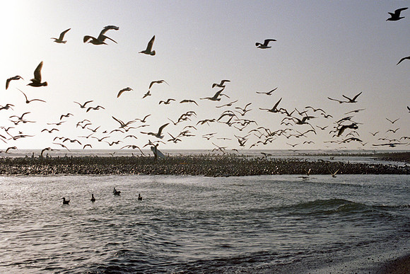 trestles birds
